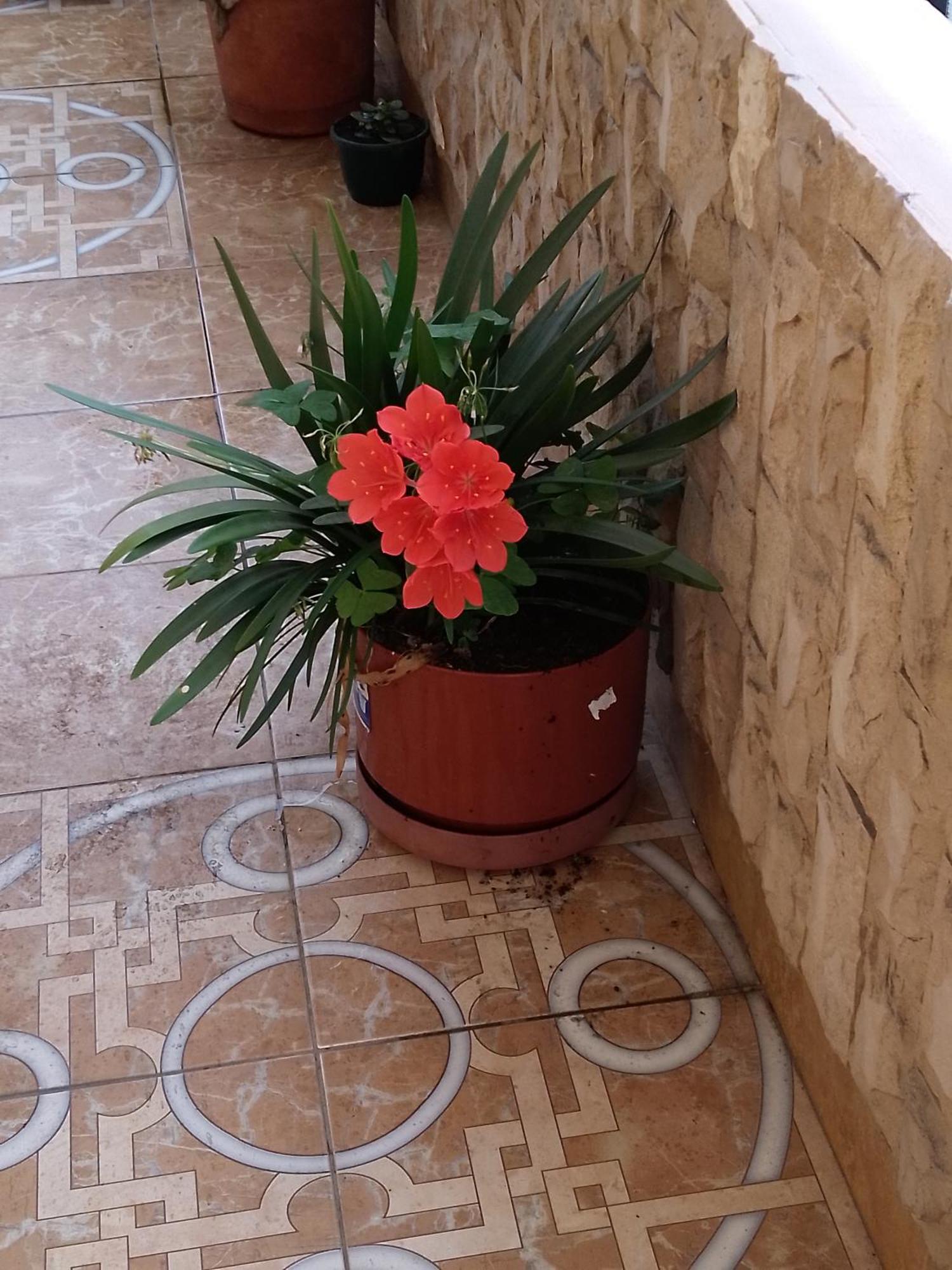 Hostal Amazonia y sol Baños Kültér fotó